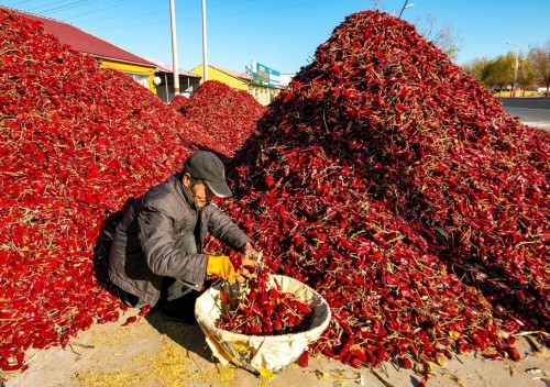 林晓文 辣香盈秋