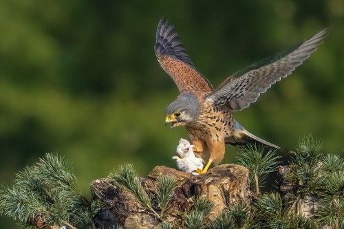 蔡君华 红隼捕鼠