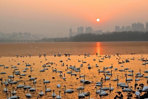 蒋春玲 和谐家园