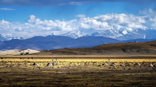 郭新贵 黑颈鹤与雪山共舞