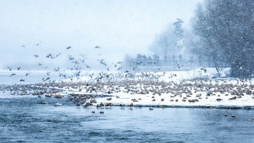 黄玉学 风雪长白岛和谐大家