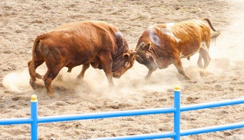 孙桂华 图们江斗牛