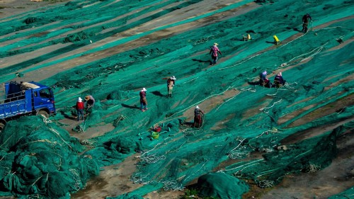 刘新亚 渔家女儿补网忙