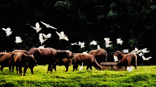 陈乐如 和谐共处