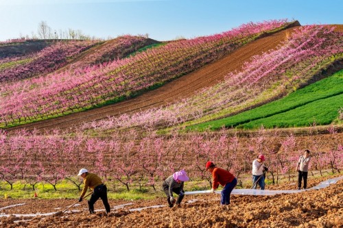 程心顺 挑花园里好耕田