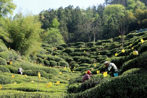 郭保民 茶韵情深