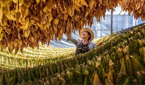 徐华 丰收的烟叶