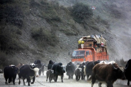 林向阳 牧民转场