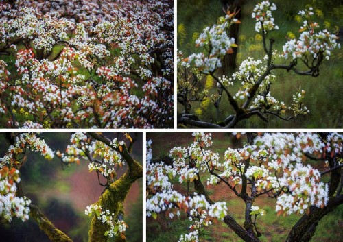 杨本旺 梨雪漫枝桠