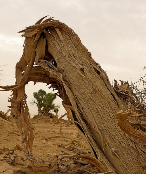 过仕新 生命的轮回