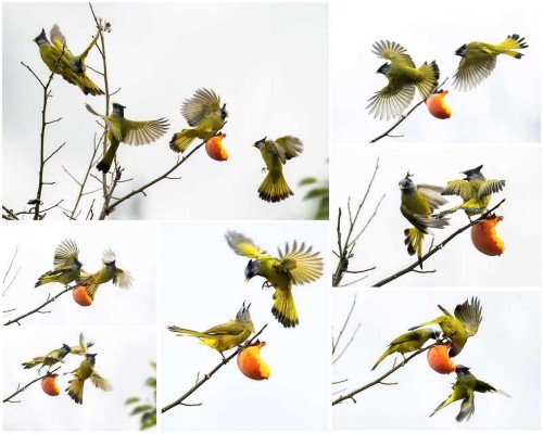 何正荣 柿子熟时（组照）