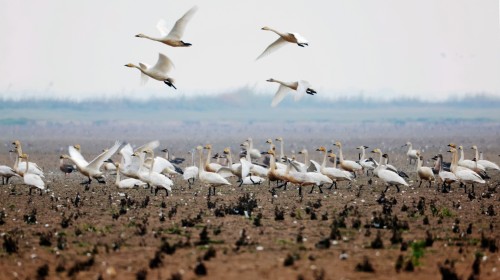 金建华 湿地天鹅舞天地共翩跹
